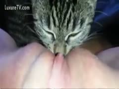 A cat thoroughly licks his lustful owner between her legs.